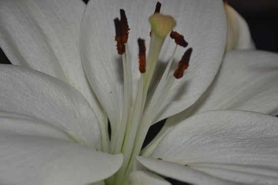 Lily 1