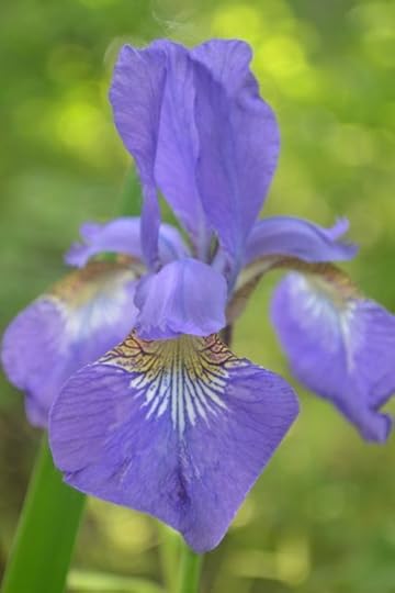 Iris 1