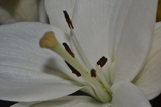 Lily 2
