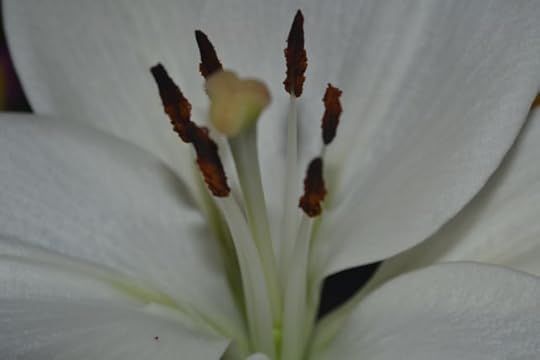 lily center