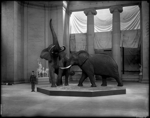 African Elephant Group (Loxodonta africana, Proboscidea Elephantidae) and security guard. Taxidermy by Carl Akeley.