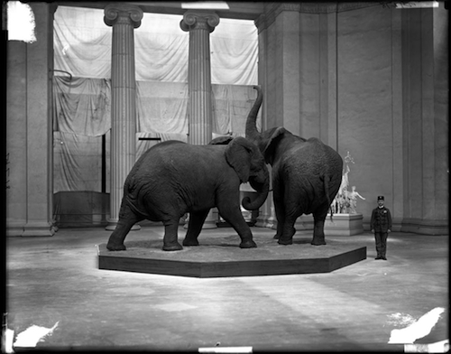 African Elephant Group (Loxodonta africana, Proboscidea Elephantidae) and security guard. Taxidermy by Carl Akeley2