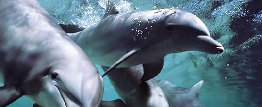 Dolphins-talk-language