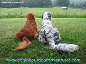 2lcampcanineooking out 290x217 Canine Camp Isnt Just For Your Dog Anymore funny dog blog