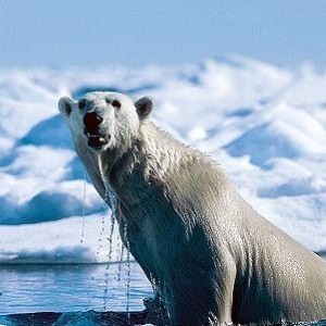 polarbear
