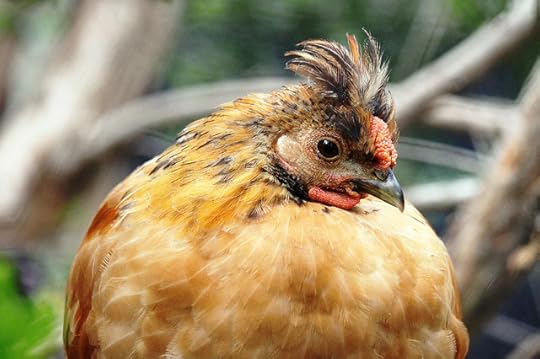 The Cool Factor (With Feathers): New York Chefs React To Pastured Poultry