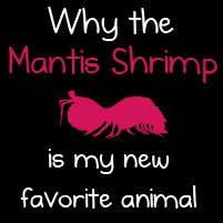 Why the mantis shrimp is my new favorite animal