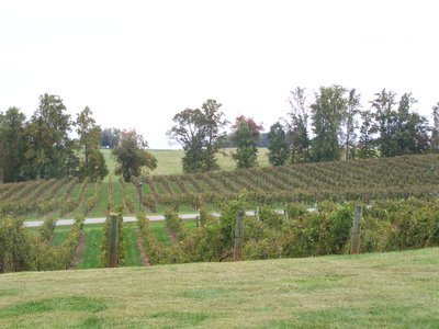 rsz_vineyard