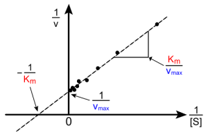 500px-Lineweaver-Burke_plot.svg