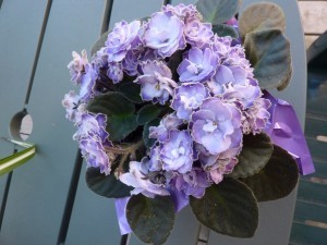 full blooming violet
