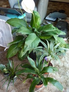 New plants