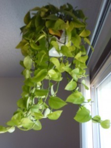 plants 2