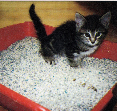 Teach kittens proper litter-ary manners from the beginning.