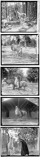 five-llamas