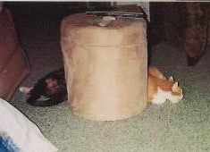 FunnyCat