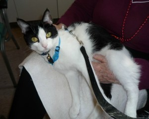 Oreo Therapy Cat