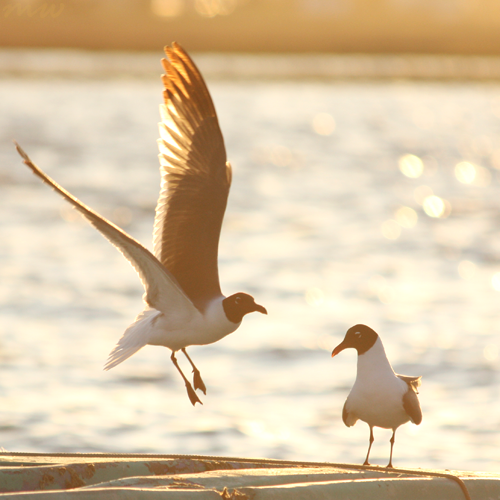 Two laughing gulls