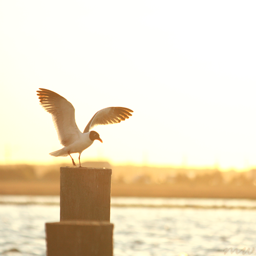 Laughing Gull