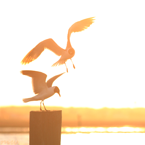 Laughing gulls in sunlight