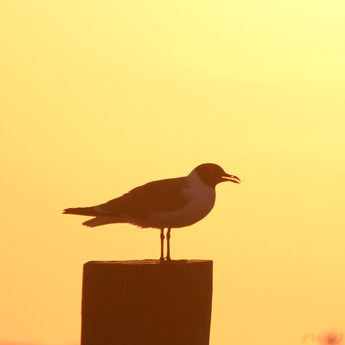 Laughing Gull on Post