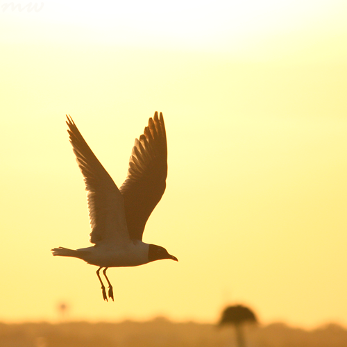 Flight
