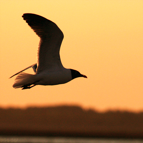 Into Dusk