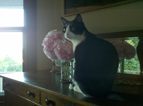 Pretty Pard Posing with Posies
