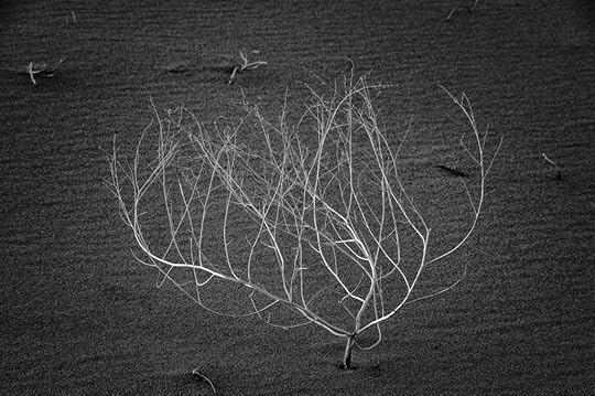 On the Dunes © Harold Davis