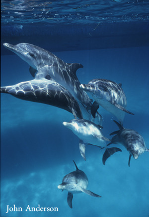 Are Dolphins Dumb