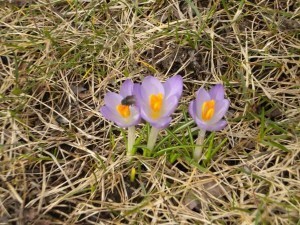 Spring