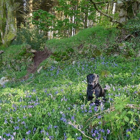 Bluebells 1