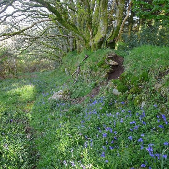 Bluebells 2
