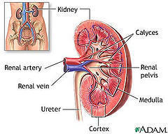 Kidney