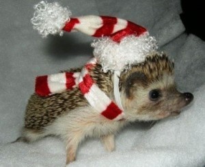 funny-hedgehog-clothes-cute