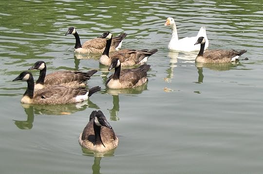 English: A group of Canada geese along with a ...