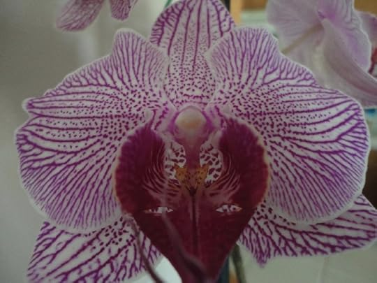 Orchids on Kauai courtesy of Terry Ambrose