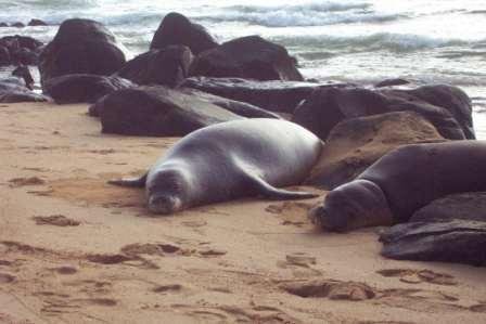 Monk seals sleeping courtesy of Terry Ambrose