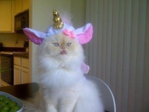 From I Can Haz Cheezburger