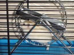 hamster on wheel
