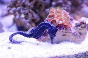 11g cygnus hunting in sand