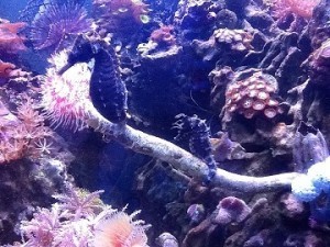 11K05 Cyg and Ghillie