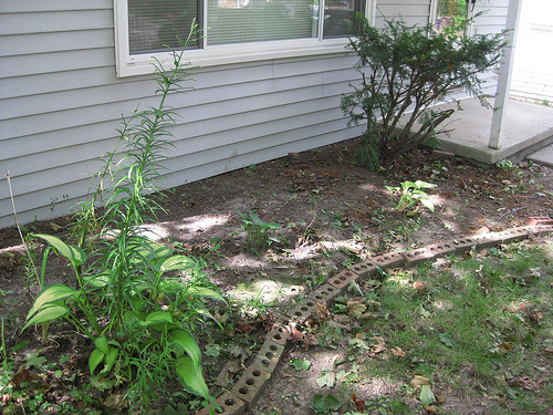 garden weeds