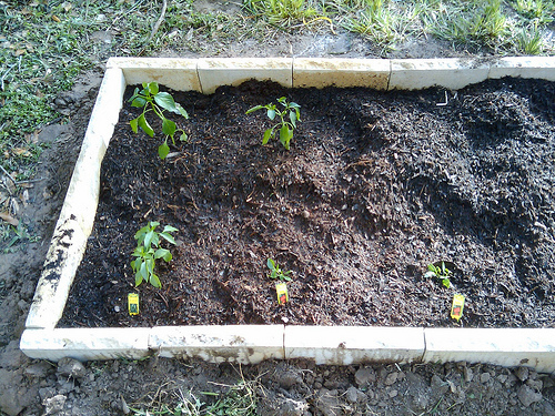 soil prep