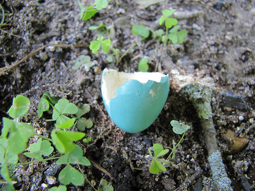 egg shells