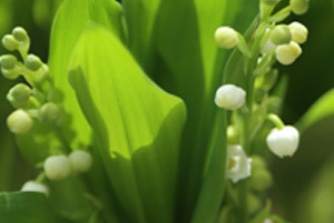 muguet300x200
