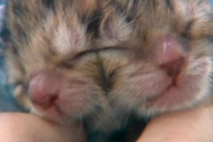 screenshot from video coverage