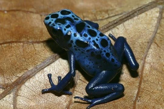 Blue Dart Poison Frog