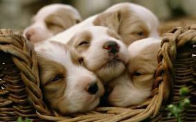 Cute_dogs