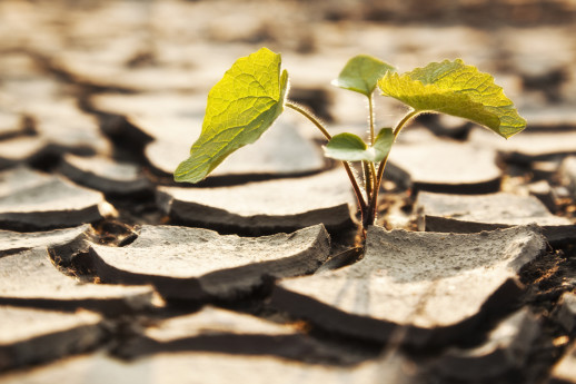 iStock_000010880393Medium