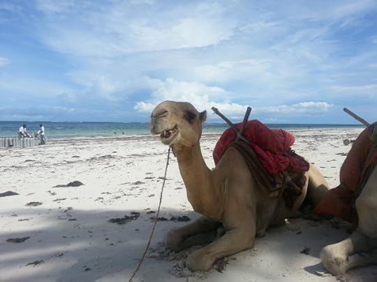 Happy Camel